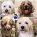 Load image into Gallery viewer, DOG SHAMPOO