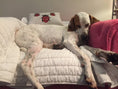 Load image into Gallery viewer, DOG CONDITIONER