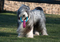 Load image into Gallery viewer, DOG SHAMPOO