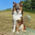 Load image into Gallery viewer, DOG CONDITIONER