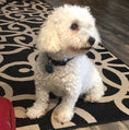 Load image into Gallery viewer, DOG DUO - SHAMPOO & CONDITIONER SET