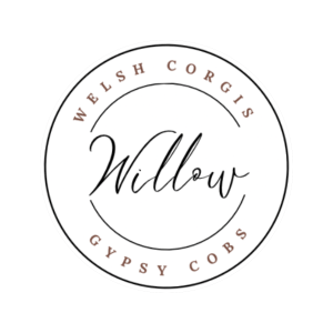 Willow Welsh Corgis and Gypsy Cobs
