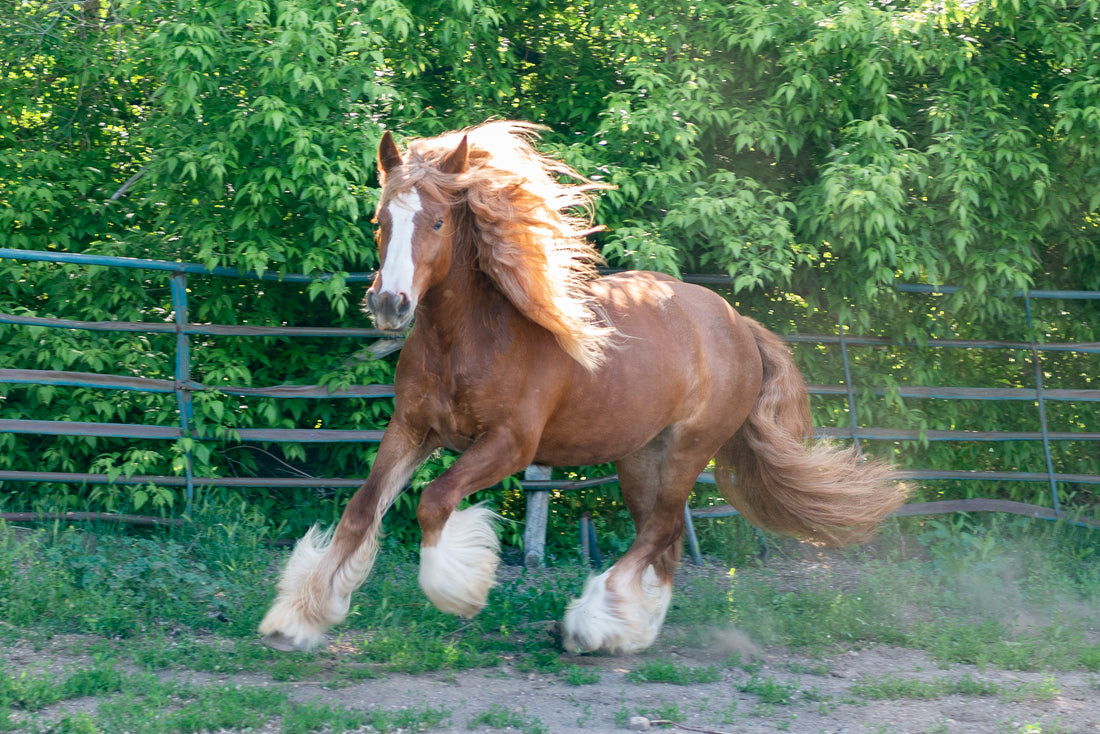 Manely Long Hair Willow Welsh and Gypsy Cobs