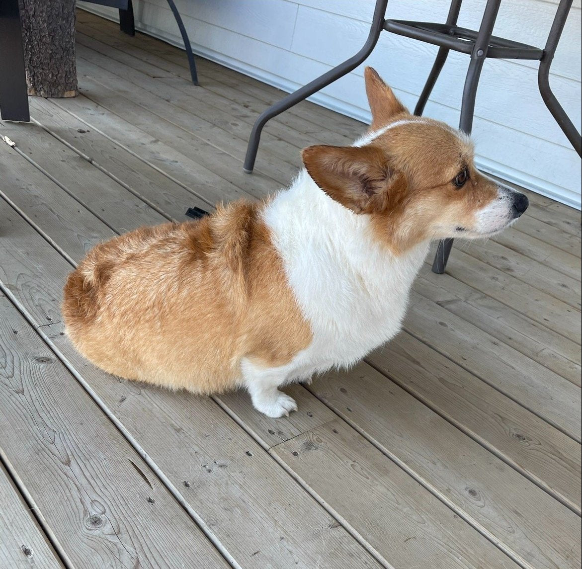 Corgi shampoo hotsell