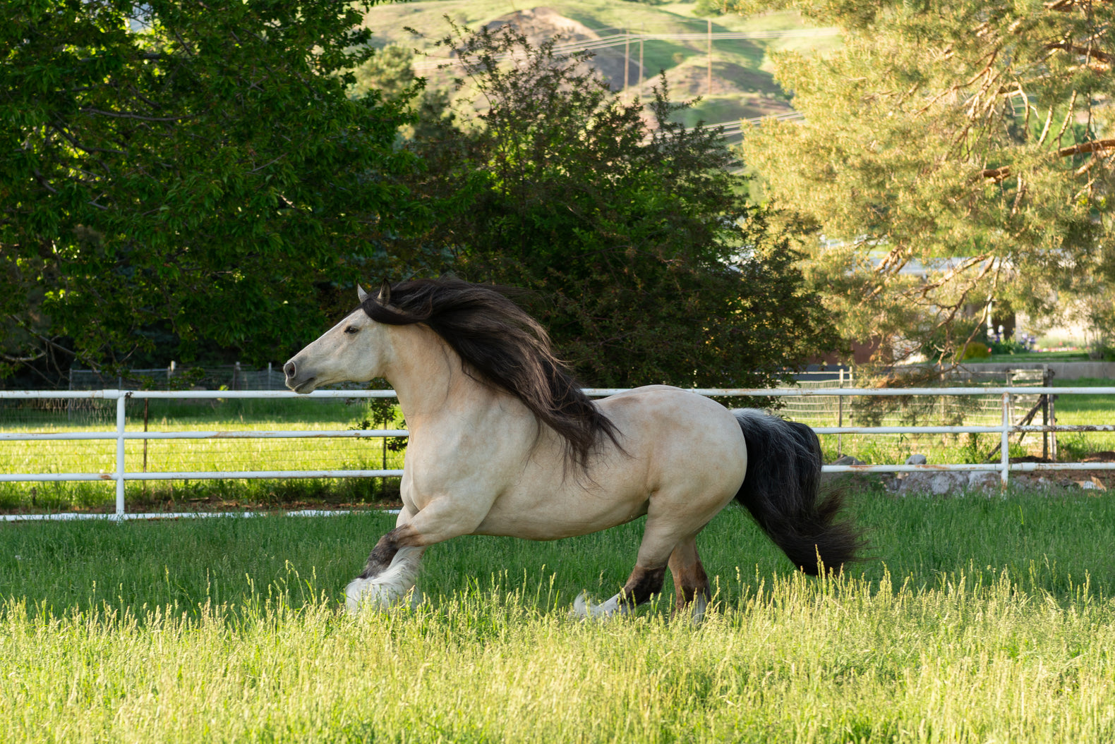 Manely Long Hair Willow Welsh and Gypsy Cobs